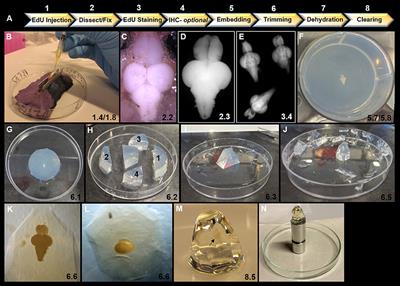 A Whole Brain Staining, Embedding, and Clearing Pipeline for Adult Zebrafish to Visualize Cell Proliferation and Morphology in 3-Dimensions